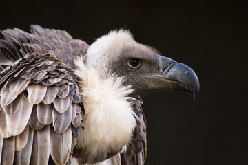 Griffon Vulture #1