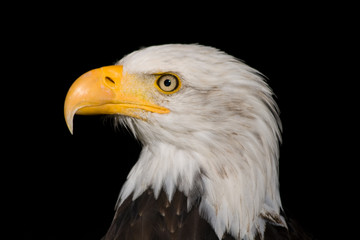 sea eagle #1