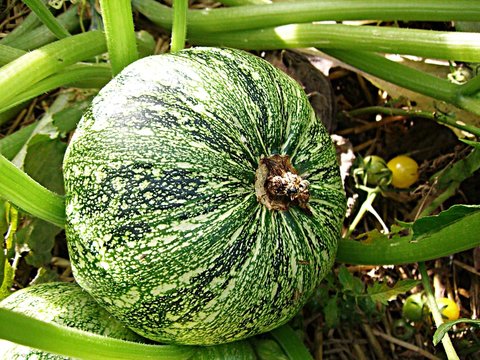 Courges