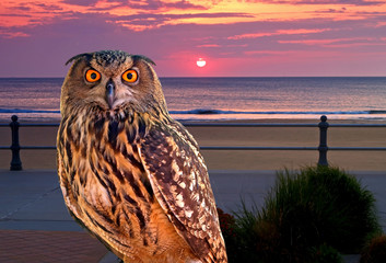 an owl at an early morning