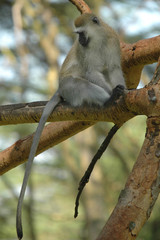 VERVET MONKEY (Cercopithecus aethiops).