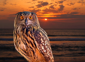an owl at an early morning