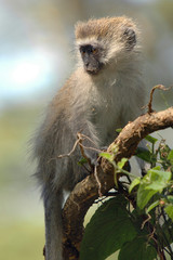 VERVET MONKEY (Cercopithecus aethiops).