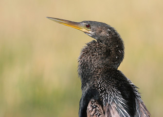 Anhinga in the Florida Everglades