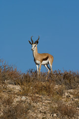 Springbok