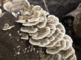 pilze