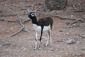 gazelle