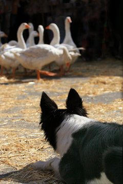 border collies