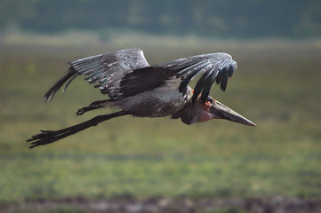 African marabou stork (Leptoptilos crumeniferus)