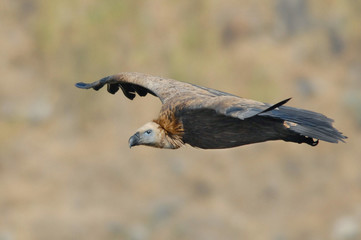 Griffon Vulture (Gyps fulvus).