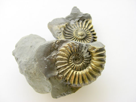 Ammonit - Fossilien