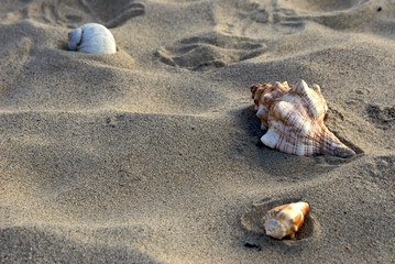 three shells in the sand