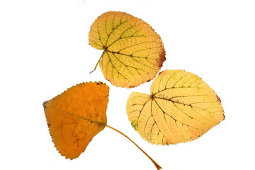 Fototapeta premium leaves on a white background