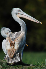 Great White Pelican (Pelecanus onocrotalus).