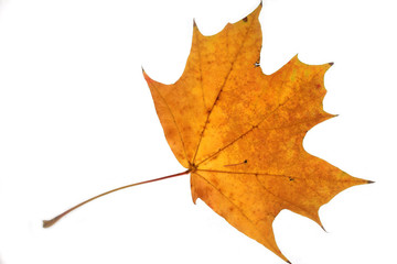 Closeup of maple autumn leaf on white background 