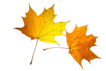Fototapeta premium leaves on a white background