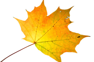 Closeup of maple autumn leaf on white background 