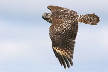 Red-shouldered Hawk Soaring