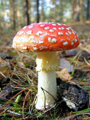 fly agaric in the forest