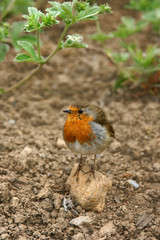 Robin Redbreast