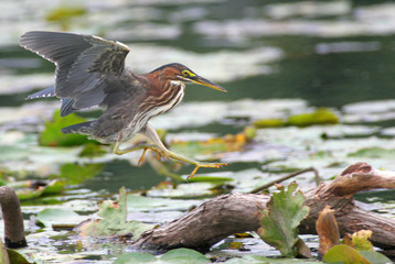 Green Heron Coming in for a Landing