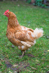 hen on grass