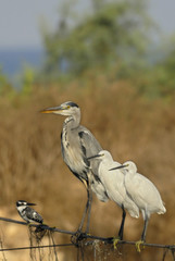 The Grey Heron (Ardea cinerea) with friends. 