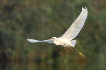 Egretta garzetta - Little Egret (Linnaeus).