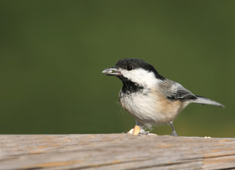 Black-capped Chickadee Eating Seeds
