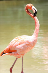 FLAMINGO