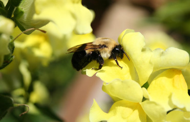 Bumblebee on yellow sweet pea