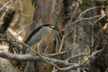 Nycticorax
