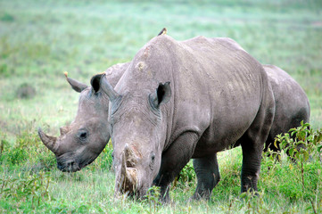Rhinoceros (Rhinocerotidae).