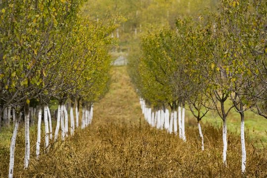 Plum trees half painted in white