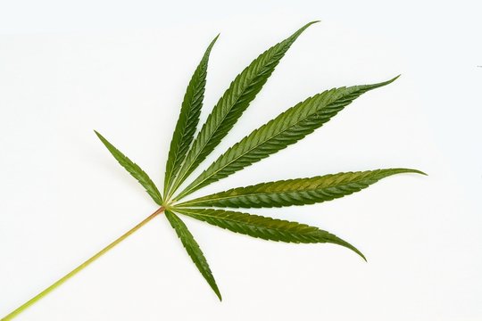 Cannabis - marijuana leaf on white background