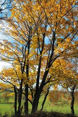 Time of autumnal coloration foliage