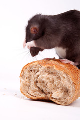 rat