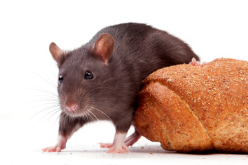 rat