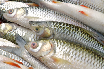 Fototapeta premium Sultan Fish