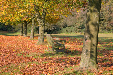Autumn park bench.