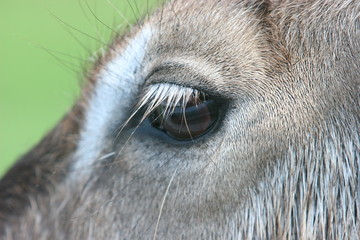 ANIMALS EYE
