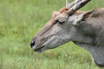 waterbuck africa