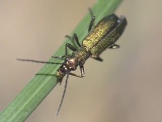 Bugs