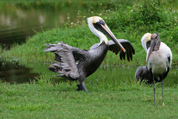 PELICAN WINGSPAN