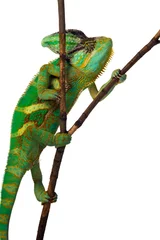 Foto op Plexiglas kameleon © arnowssr
