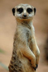 Leemur