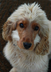 Ziggy