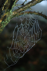 Web