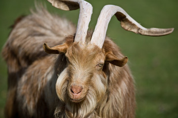 Tan colored shaggy coated goat