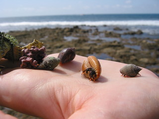 Shellfishes on hand